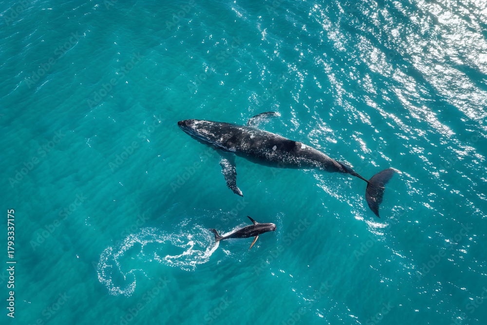Fototapeta premium Aerial view of adult whale and calf swimming in clear blue ocean with sunlight reflections, capturing marine life and natural beauty. generative ai