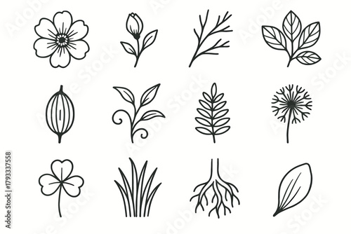 Vector branch icon leaf cluster fern collection root dandelion bud clover nature