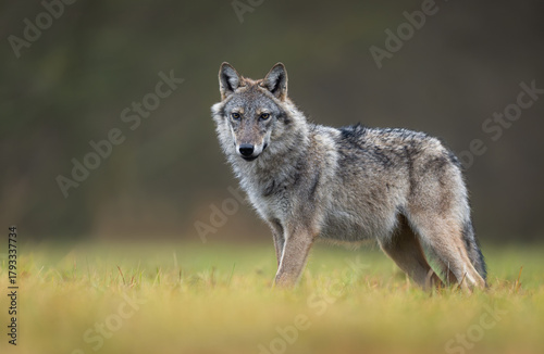 Fototapeta Naklejka Na Ścianę i Meble -  Grey wolf ( Canis lupus ) close up