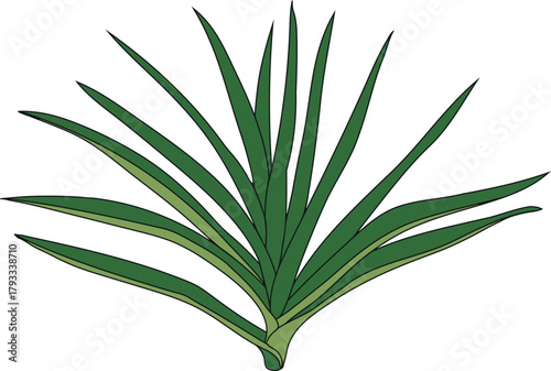 Pineapple plant (Ananas comosus) with green leaves isolated on white background