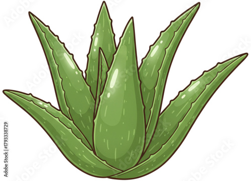 aloe vera plant