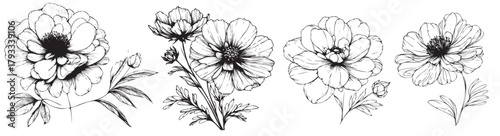 Four black and white flowers are shown in a row. The flowers are all different sizes and shapes, but they all have a similar style and look. The image has a vintage feel to it