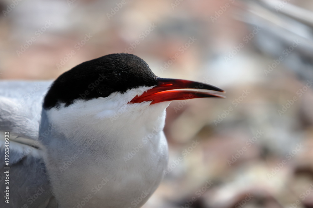 Naklejka premium common tern
