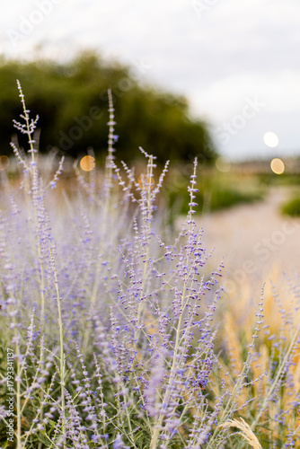 Campo de flores secas 