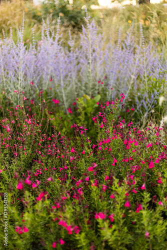 Flores rosas y violetas en un campo
