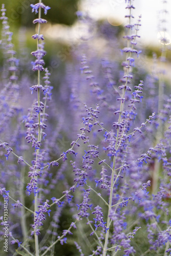flores lilas en un campo
