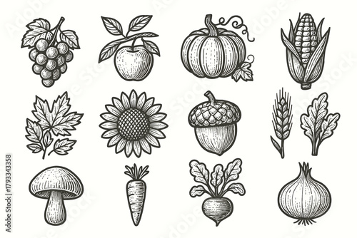 Acorn vector beet autumn bulb stalk cap harvest branch barley icons apple