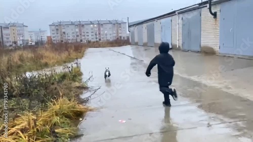 In rainy weather, a Jack Russell dog in a jumpsuit runs through puddles.