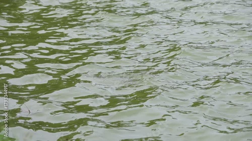 Slow motion showing a cormorant gliding smoothly across a tranquil lake surface, creating subtle ripples on the reflective green water under natural daylight