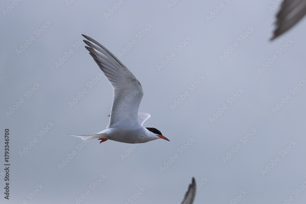 Obraz premium common tern