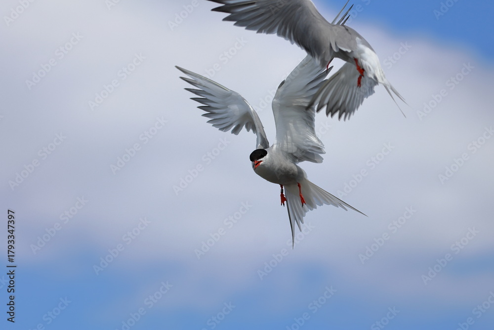 Obraz premium common tern