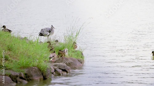 Slow motion of a heron walking along pond edge in a lush green park in Fukuoka, Japan, with soft natural light and reflections conveying peaceful wildlife moments