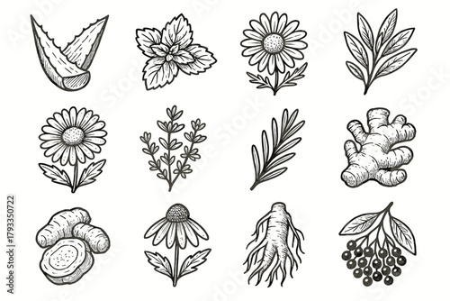 Plant vector icon root icons echinacea ginger leaf ginseng vera medicinal sprig