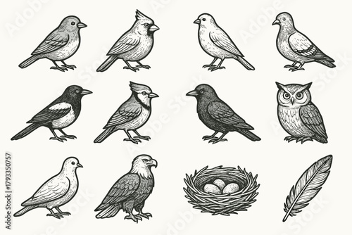 Vector cardinal canary bluebird collection icon magpie pigeon eagle feather bird jay