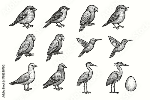 Parrot heron macaw collection bird seagull icon feather vector egg hummingbird pigeon