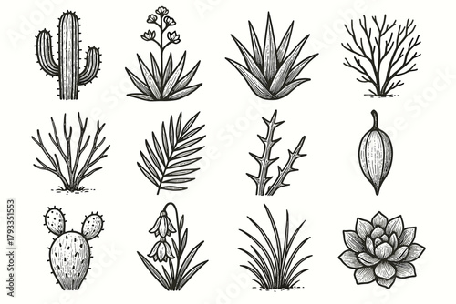 Thorn icons plant grass yucca icon aloe blooming agave flower vector desert