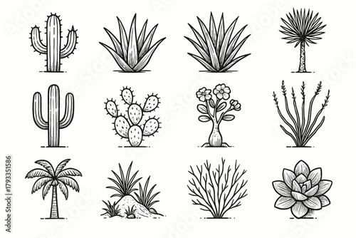Succulent vector yucca icon icons dune ocotillo desert plant vera pear palm