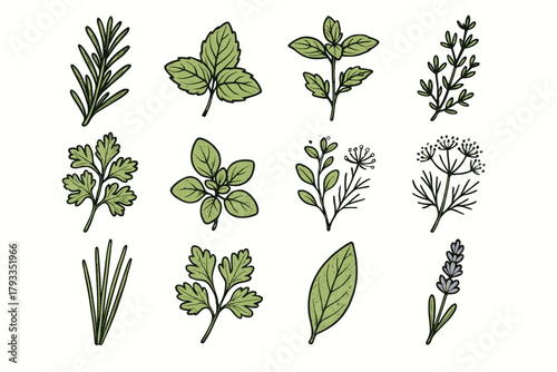 Cilantro vector garden lavender icons stem leaf bay icon herb bunch oregano