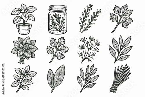 Vector bunch mint cilantro garden jar herb parsley icon bay sage dill