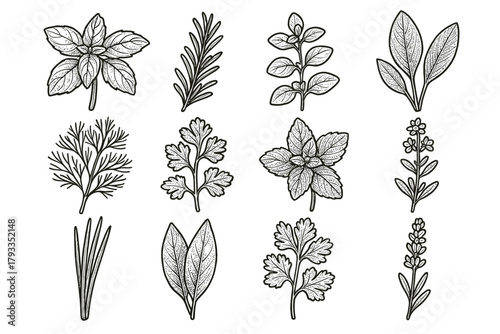 Herb twig garden cilantro bunch vector icon chive leaf sage sprig parsley