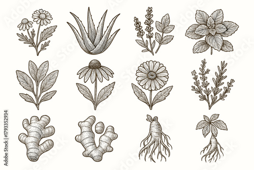 Medicinal calendula ginger icon sage turmeric ginseng aloe echinacea root plant icons