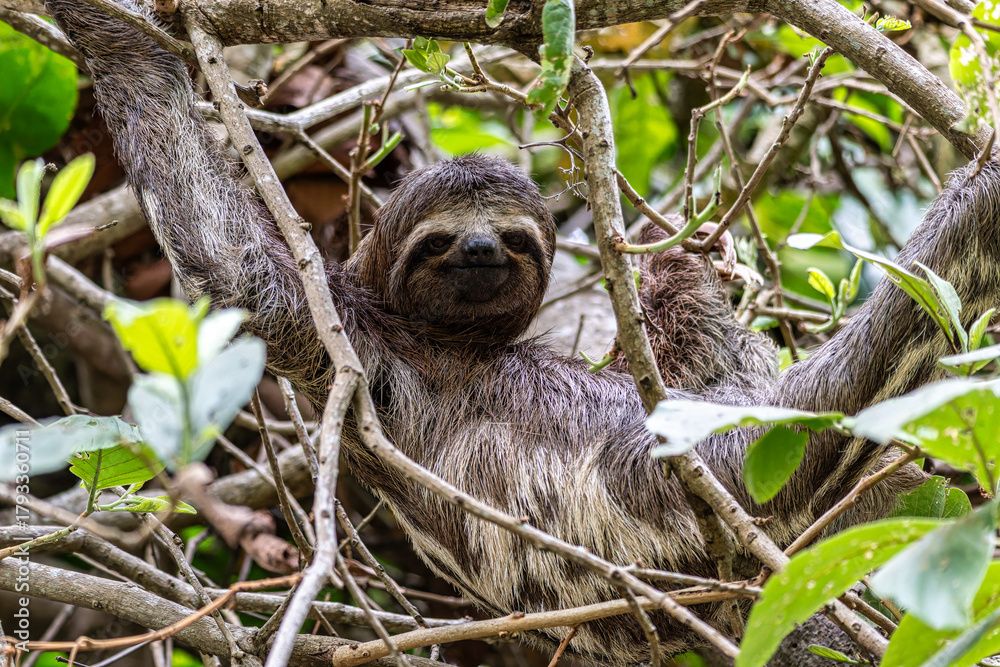 Fototapeta premium Brown-throated sloth, Bradypus variegatus at the sloth path on the Jari Canal at Alter do Chao, Santarem, Para, Brazil