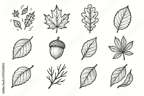 Maple leaves acorn pinecone dried autumn chestnut leaf cluster vector twig icon