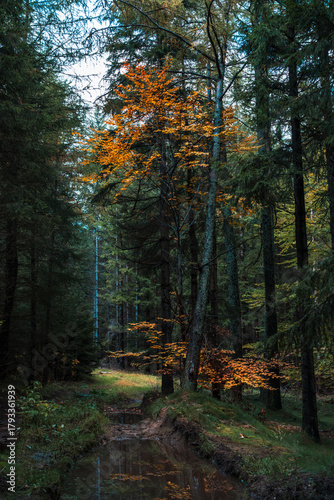 Fototapeta Naklejka Na Ścianę i Meble -  Natura, las, góry, drzewa, krajobraz, jesienią, drzew, skały, Polska, Krajobraz, Jesień, Dolny śląsk, 