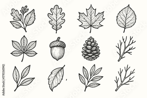 Acorn vector leaf chestnut curled autumn icon dried maple pinecone twig