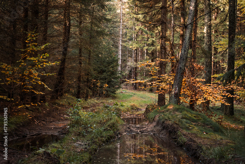 Fototapeta Naklejka Na Ścianę i Meble -  Natura, las, góry, drzewa, krajobraz, jesienią, drzew, skały, Polska, Krajobraz, Jesień, Dolny śląsk, 