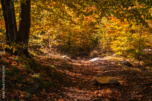 Fototapeta Naklejka Na Ścianę i Meble -  Natura, las, góry, drzewa, krajobraz, jesienią, drzew, skały, Polska, Krajobraz, Jesień, Dolny śląsk, 