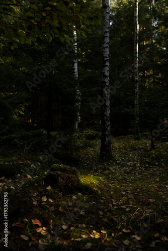 Fototapeta Naklejka Na Ścianę i Meble -  Natura, las, góry, drzewa, krajobraz, jesienią, drzew, skały, Polska, Krajobraz, Jesień, Dolny śląsk, 