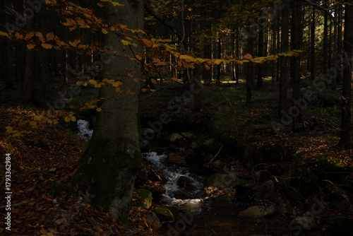 Fototapeta Naklejka Na Ścianę i Meble -  Natura, las, góry, drzewa, krajobraz, jesienią, drzew, skały, Polska, Krajobraz, Jesień, Dolny śląsk, 
