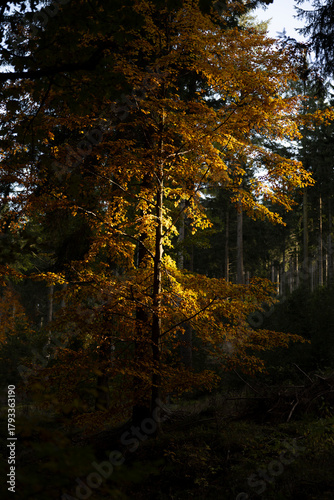 Fototapeta Naklejka Na Ścianę i Meble -  Natura, las, góry, drzewa, krajobraz, jesienią, drzew, skały, Polska, Krajobraz, Jesień, Dolny śląsk, 