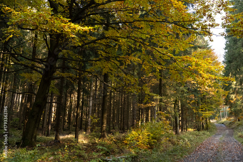 Fototapeta Naklejka Na Ścianę i Meble -  Natura, las, góry, drzewa, krajobraz, jesienią, drzew, skały, Polska, Krajobraz, Jesień, Dolny śląsk, 
