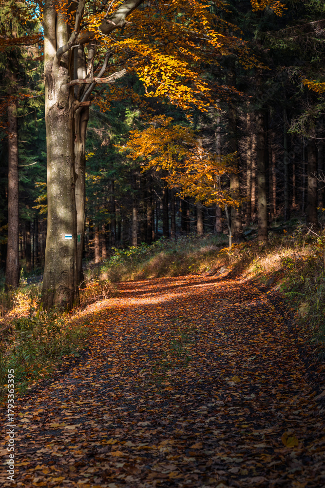 Fototapeta premium Natura, las, góry, drzewa, krajobraz, jesienią, drzew, skały, Polska, Krajobraz, Jesień, Dolny śląsk, 