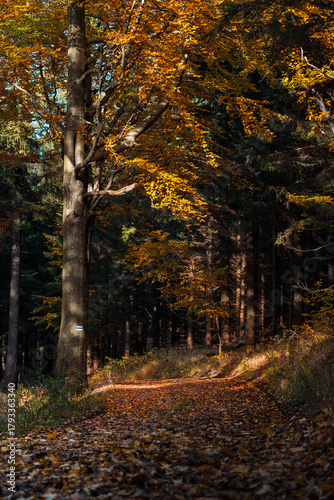 Fototapeta Naklejka Na Ścianę i Meble -  Natura, las, góry, drzewa, krajobraz, jesienią, drzew, skały, Polska, Krajobraz, Jesień, Dolny śląsk, 