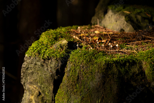 Fototapeta Naklejka Na Ścianę i Meble -  Natura, las, góry, drzewa, krajobraz, jesienią, drzew, skały, Polska, Krajobraz, Jesień, Dolny śląsk, 