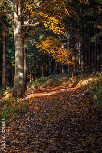 Fototapeta Naklejka Na Ścianę i Meble -  Natura, las, góry, drzewa, krajobraz, jesienią, drzew, skały, Polska, Krajobraz, Jesień, Dolny śląsk, 