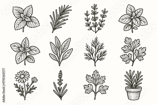 Mint vector herb thyme lavender sage basil collection culinary chamomile herbal icon