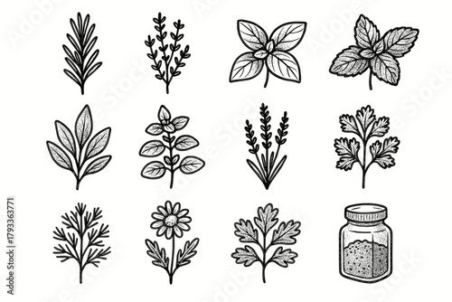 Collection icon herbal oregano lavender herbs sage vector mint basil spice dill