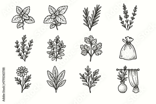 Herbs dill mint herbal sage herb chamomile parsley vector oregano set icon