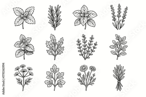 Basil herbs icons oregano vector bunch aromatic chamomile lavender icon sage calming