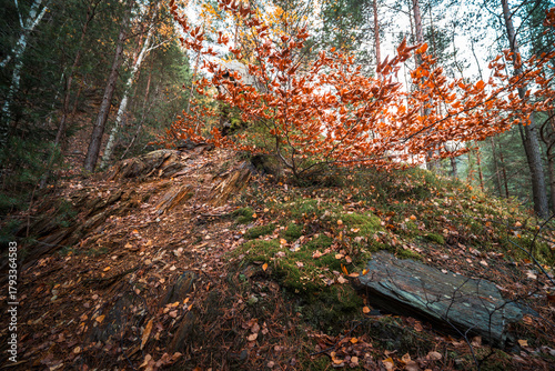 Fototapeta Naklejka Na Ścianę i Meble -  Natura, las, góry, drzewa, krajobraz, jesienią, drzew, skały, Polska, Krajobraz, Jesień, Dolny śląsk, 