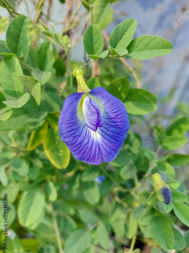 Blue butterfly pea flower blooming in garden, nature photography, floral wallpaper, herbs and spices 