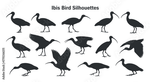 Foto Collection of Bird Silhouettes in Various Poses Against Clean Background Ideal f