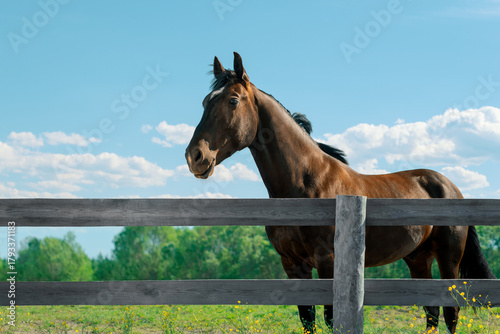 Bay horse standing in a pasture near a wooden fence on a sunny hot day