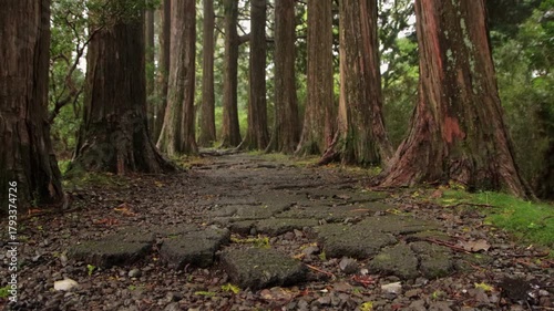 Ancient stone forest path among tall cedar trees in Hakone, Japan