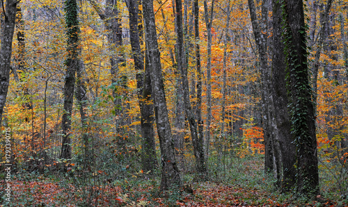 Photography View from Belgrad Forest in Istanbul, Turkey