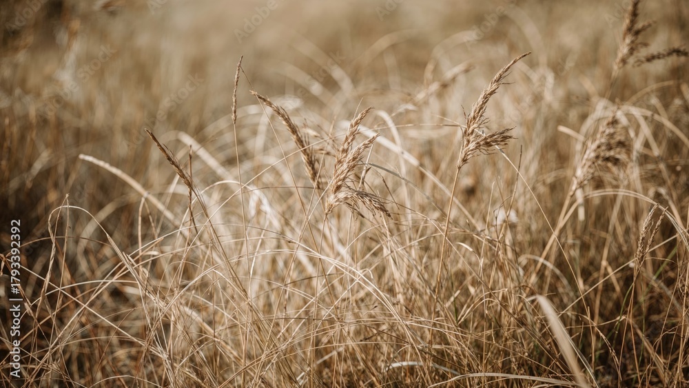 Fototapeta premium Dry grass and wheat stalks in a field, with a warm, golden background.